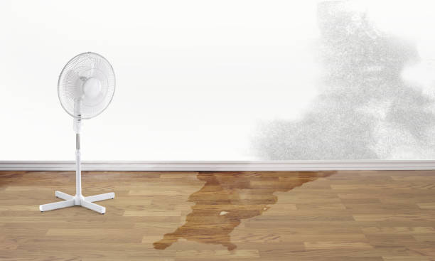 Best Water damage contractors near me  in Mount Pleasant, MI
